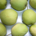 Color verde Fresh Shandong Pear de China